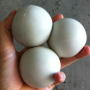 Large White Juggling Balls Thumbnail